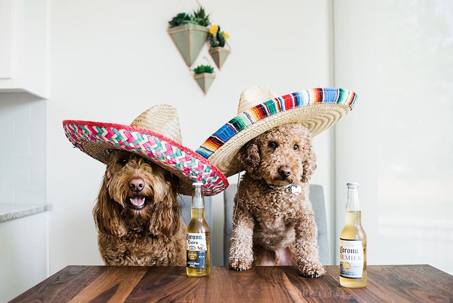 Dogs and corona beer