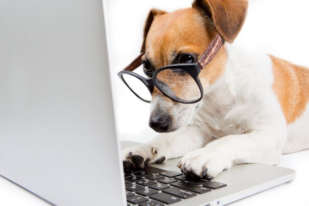 Dog wearing glasses reading a paper