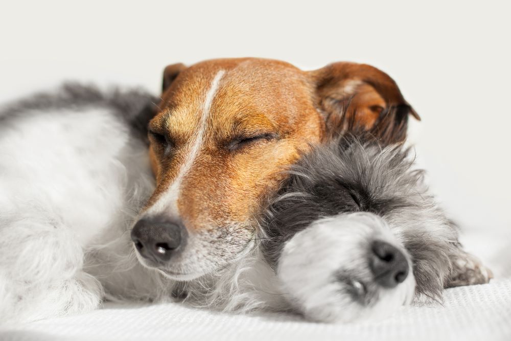 Dog and cat lying together