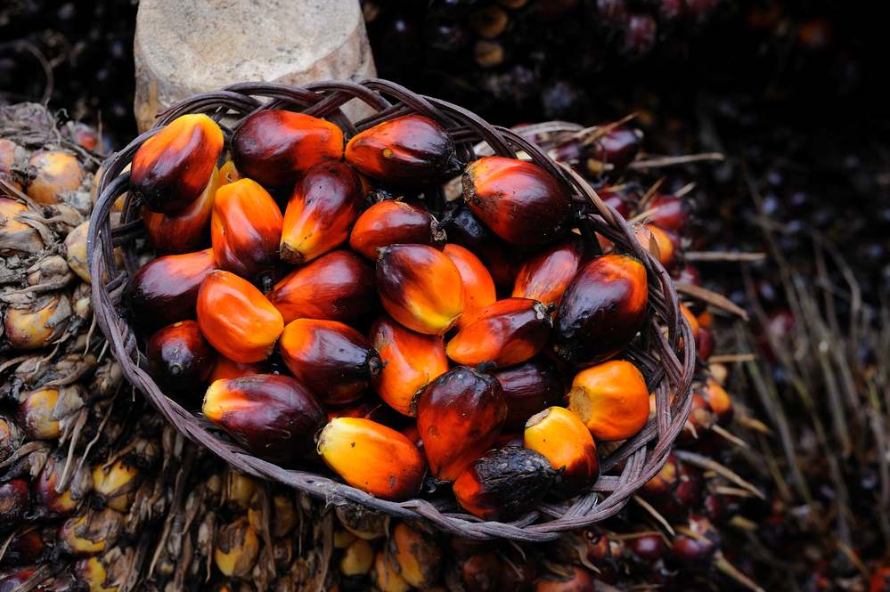 Palm oil harvest