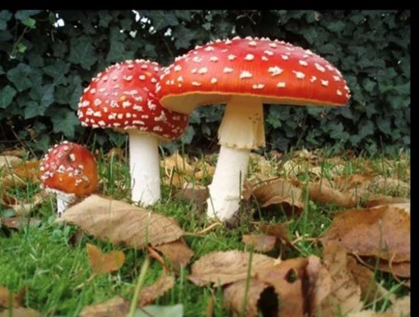 Mushrooms with white spots containing vanadium