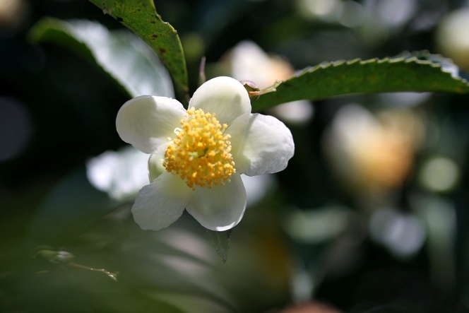 Camellia tea plant