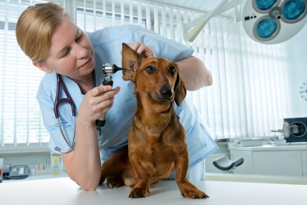 Vet looking at small dog