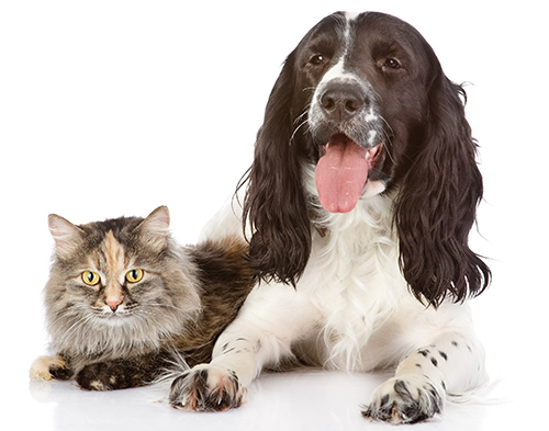 Cat and dog sitting together