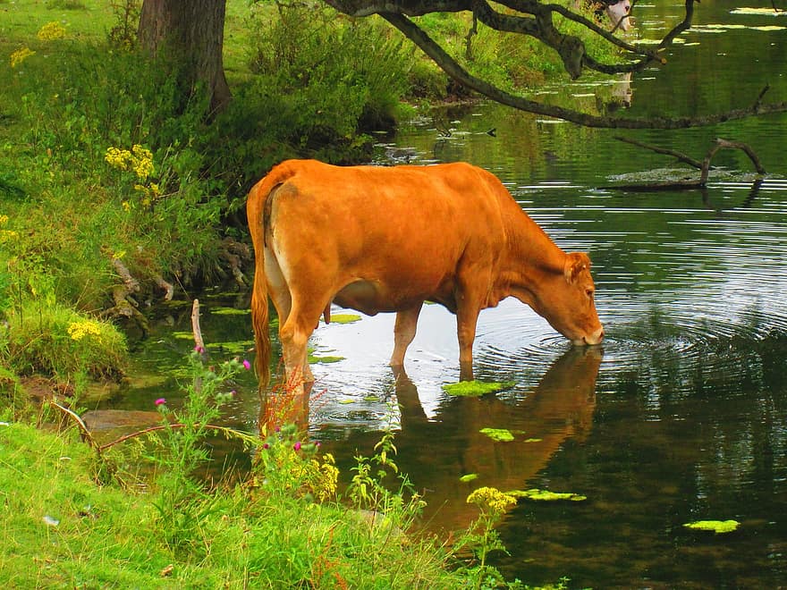 Cow drinking water