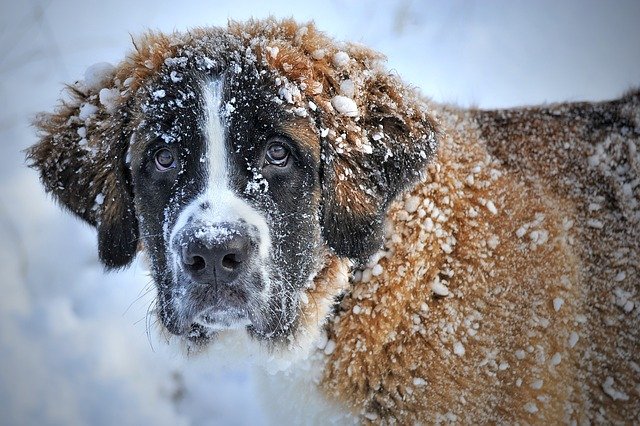 St Bernard in the snow Image by ClaudiaWollesen from Pixabay 