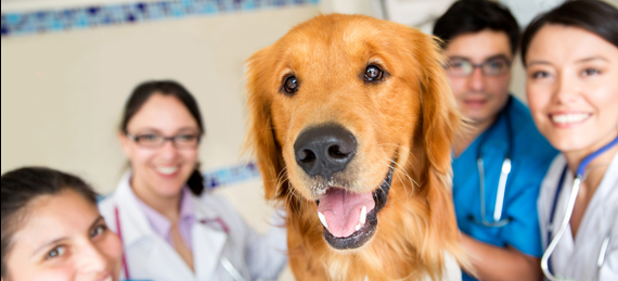 Golden retriever at the vet - CVS (AIM:CVSG) investments