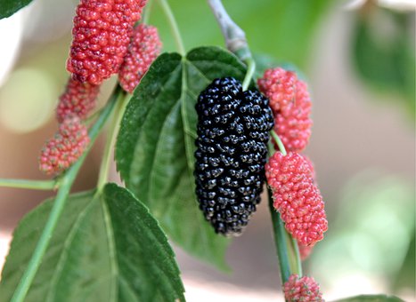 Mulberry plant
