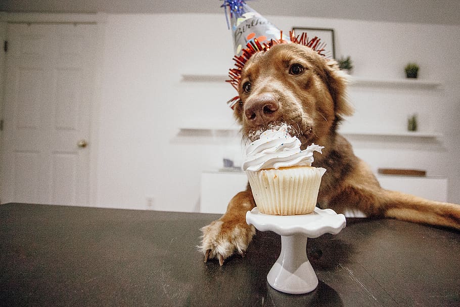 Dog eating cake